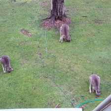 Swampgum Rise Kangaroos outside window