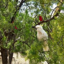 Cockatoo Cabin: Halls Gap, Grampians