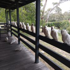 Cockatoo Cabin: Halls Gap, Grampians