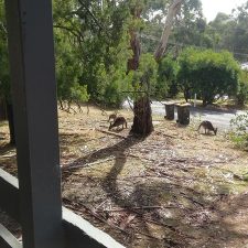 Cockatoo Cabin: Halls Gap, Grampians