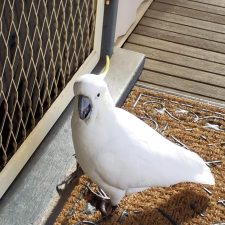 Cockatoo Cabin: Halls Gap, Grampians