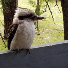 Cockatoo Cabin: Halls Gap, Grampians