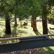 Cockatoo Cabin: Halls Gap, Grampians